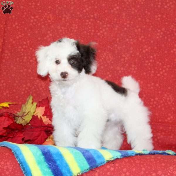 Violet, Toy Poodle Puppy